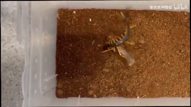 Sia Ferox Vs Centipede