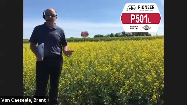Pioneer Protector® Canola Hybrid P501L | Corteva Agriscience Canada смотреть онлайн