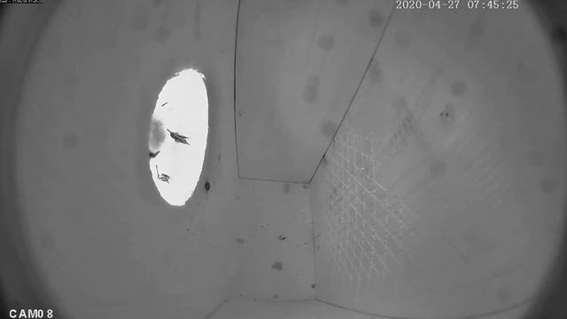 Лазоревка смотреть онлайн