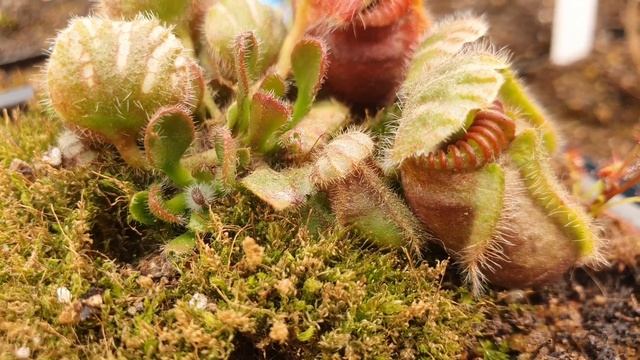 Mini Documental - Plantas carnívoras смотреть онлайн