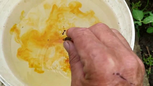 Избавляемся от серой гнили на 🍓 смотреть онлайн