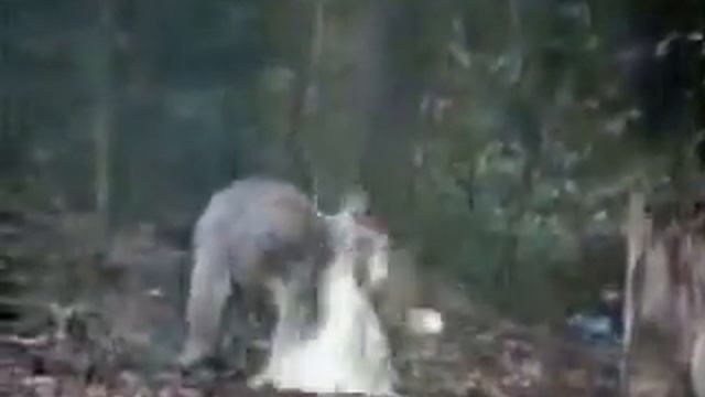 Кенгуру против птички.flv смотреть онлайн