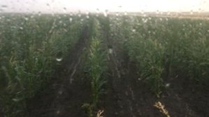 Уборка рапса 2017, самодельным комбайном