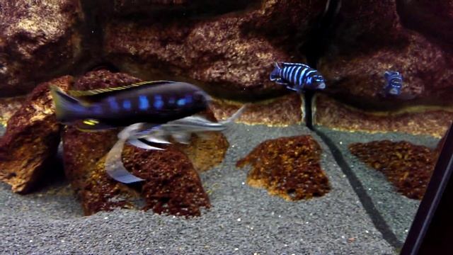 Pimelodus pictus смотреть онлайн