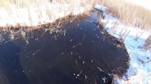 Гальян кипит в ручье. Весна наступает быстро. Рыбалка на паук подъёмник.