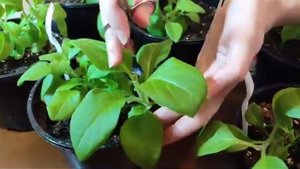 Петуния ампельная Опера Парпл, прищипование и формирование растения.