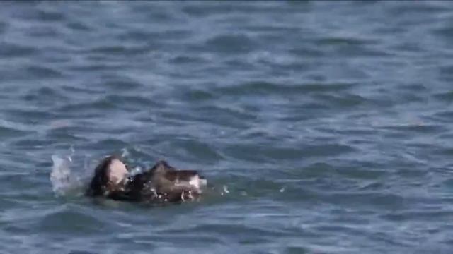 Красношейная поганка Podiceps auritus Slavonian Grebe смотреть онлайн