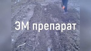 Осваиваем грядки Розума - Бублика