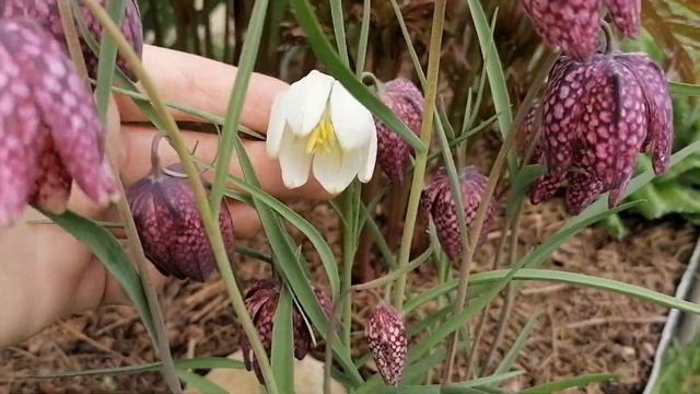 Фритиллария шахматная (Рябчик) в нашем саду 2023. смотреть онлайн