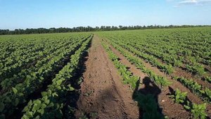 крн 5.6 робить🤗" цяцю " #Окучування#соняха🌱🌻🌻🌻