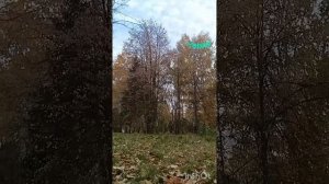 ПРОГУЛКА ПО ЛЕСУ ,,,И ВОТ ЕЖИК