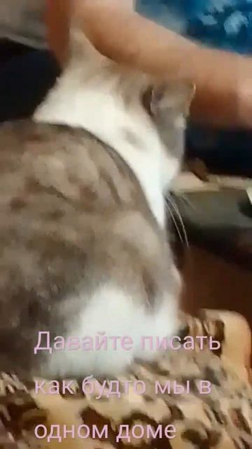 Концовка топ 😂. #Кот #Дом #Концовка смотреть онлайн