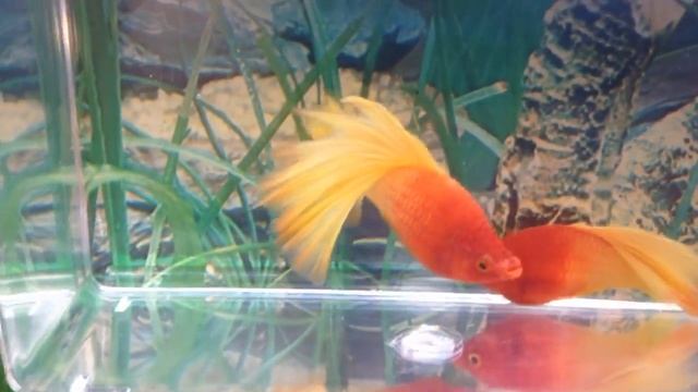 Hi fin «рубиновый нос» variatus смотреть онлайн