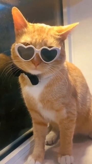 cat and rock and roll 💥 смотреть онлайн