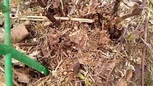 нектарин медведевский