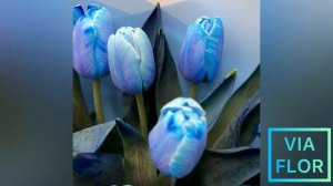 Blue tulips / Сині тюльпани / Синие тюльпаны