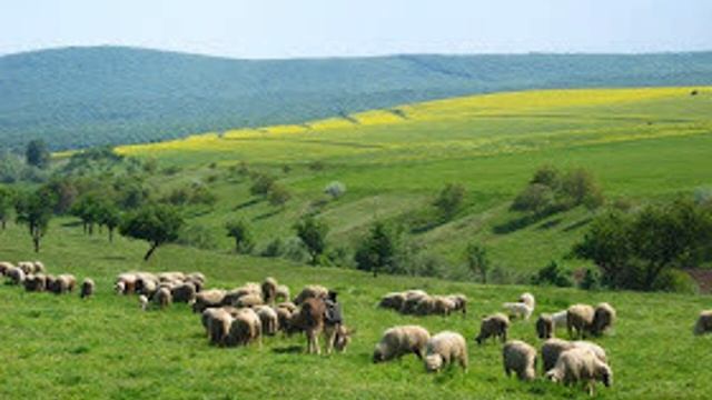 "Povestea cu ciobanul care știa limba animalelor". Poveste populară.  Lectură: Delia Elena Toader смотреть онлайн