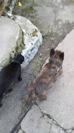 Уголёк всегда встречает нас с прогулки)