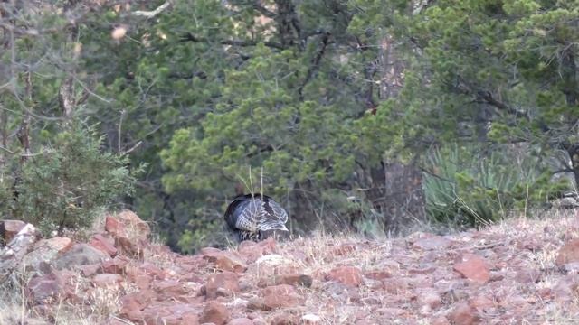 BIG BEYOND WORDS : Big Ol Gould's Gobbler  | Turkey Ninja S4:E12