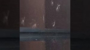 Лайфхак как почистить москитную сетку