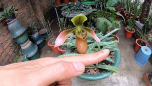 Lan Hài Táo | Paphiopedilum appletonianum