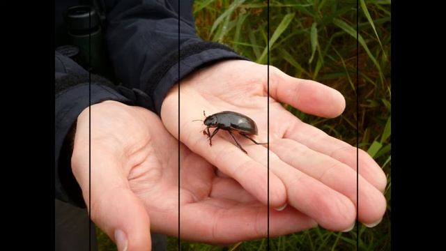 The Great Silver Diving Beetle - and an extra ID required! смотреть онлайн