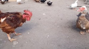 Бой петуха с индоуткой