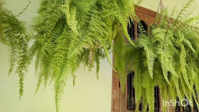 COTTON CANDY FERN смотреть онлайн