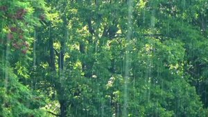 Релакс шум сильного дождя в летнем лесу для снятия стресса и разгрузки нервной системы!