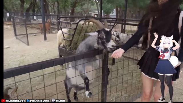 Filian embraces her inner furry at the zoo (ft.Emiru) смотреть онлайн