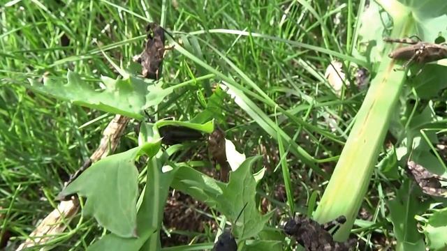 160627 Nymfer av trumgräshoppa, Psophus stridulus смотреть онлайн