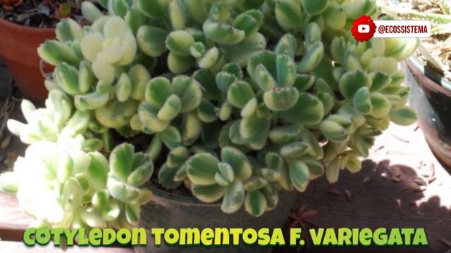 20 ESPÉCIES DE CACTOS E SUCULENTAS RARAS PARAS IDENTIFICAÇÃO #cactos #suculentas #flores смотреть онлайн