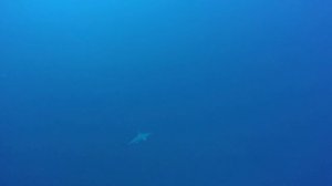 Pumuckl.goes.diving with Sharks in the Red Sea