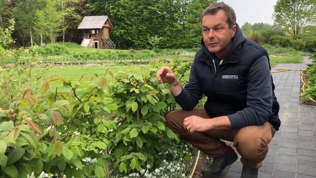 Cięcie grabów - Rośliny z Runowa / Grąbczewscy смотреть онлайн