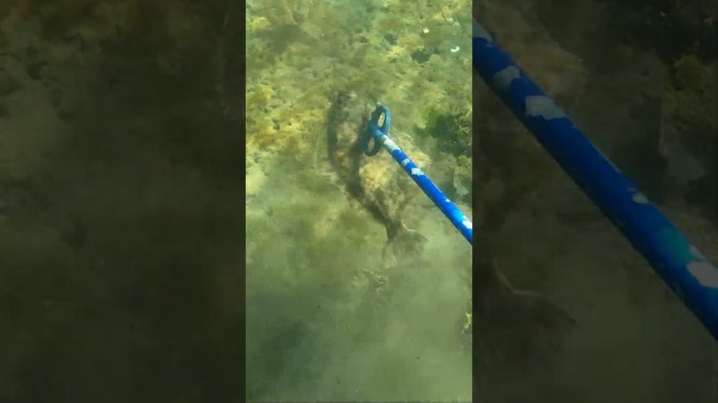 За камбалой #fishing