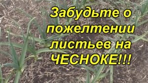 ПОЖЕЛТЕЛ ЧЕСНОК? Сделайте одну простую вещь и он снова станет зелёным!