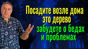 Только 1 дерево посадите возле дома и вы избавитесь от порчи и колдовства