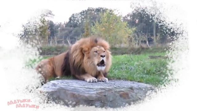 ЗВУКИ ЖИВОТНЫХ для самых маленьких развивающие мультики для детей как говоря смотреть онлайн