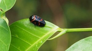1110725 The spittlebug or froghopper is an insect belong to Cercopidae .
