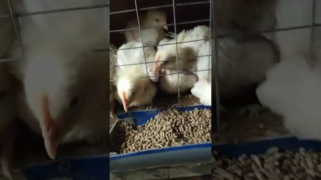 Мини куриная ферма)))