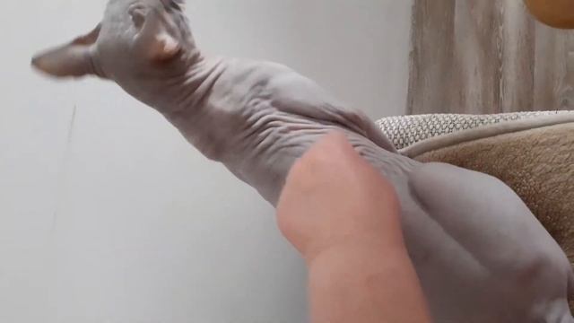 Кот кусака смотреть онлайн