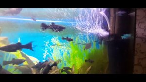 Ч 55 Аквариум. Горький опыт.