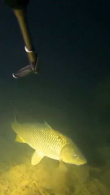 Подводная охота в Дагестане смотреть онлайн