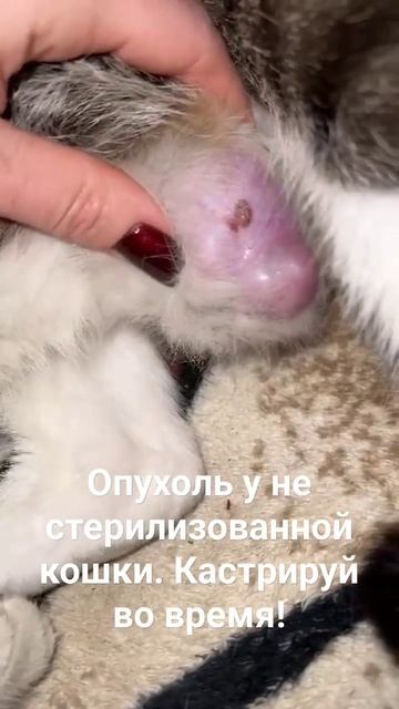 Опухоль. #кошкиндом #питомцы #ветеринар #курган #2024 #кастрация #стерилизация #кот #кошка #опухоль смотреть онлайн