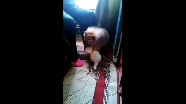 Погоня Бумера И Хорька Нафани смотреть онлайн