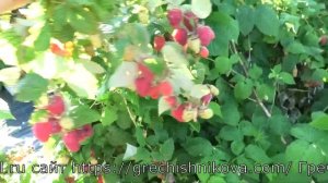 СТОЛЕШНИК летний сорт малины с самой крупной ягодой в моей коллекции