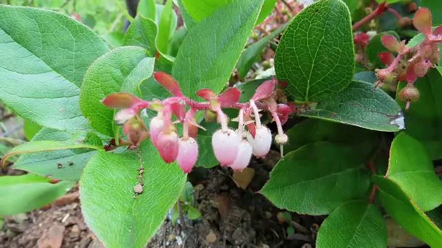 Salal смотреть онлайн