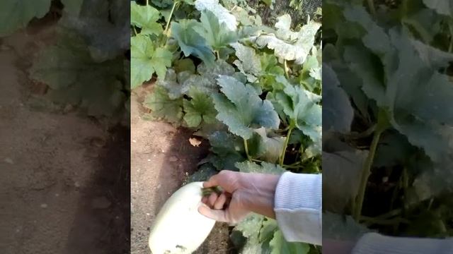 Дачный сезон.Сбор урожая.Срезание зрелых кабачков с ветки.