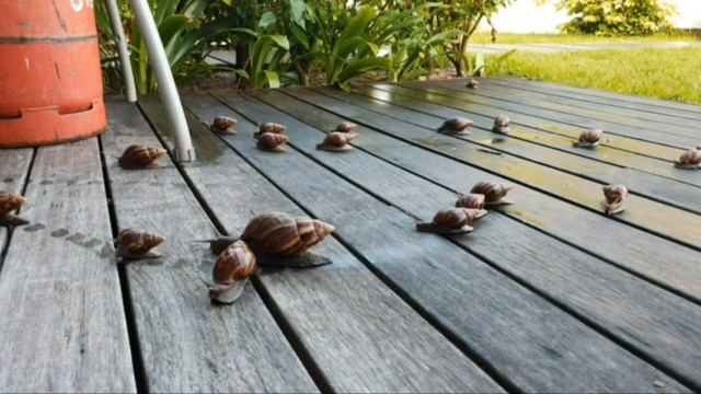 Маврикий, забег улиток смотреть онлайн