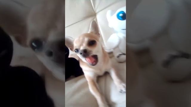 Приветики и это это моё видео вставьте лайк усик усик подписывайтесь на канал поставьте лайк смотреть онлайн